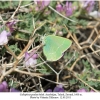 callophrys paulae kolak2